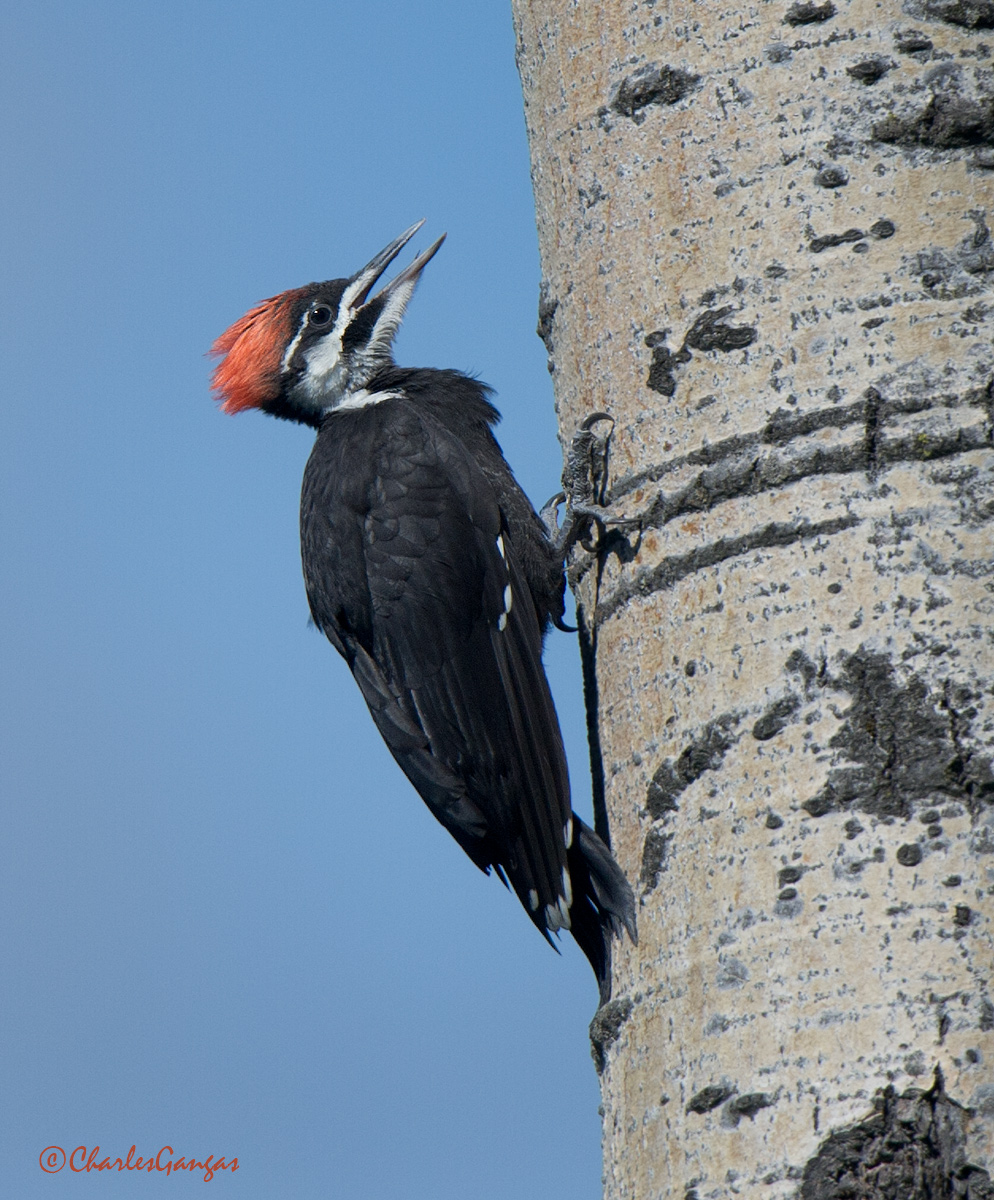Female Pileated