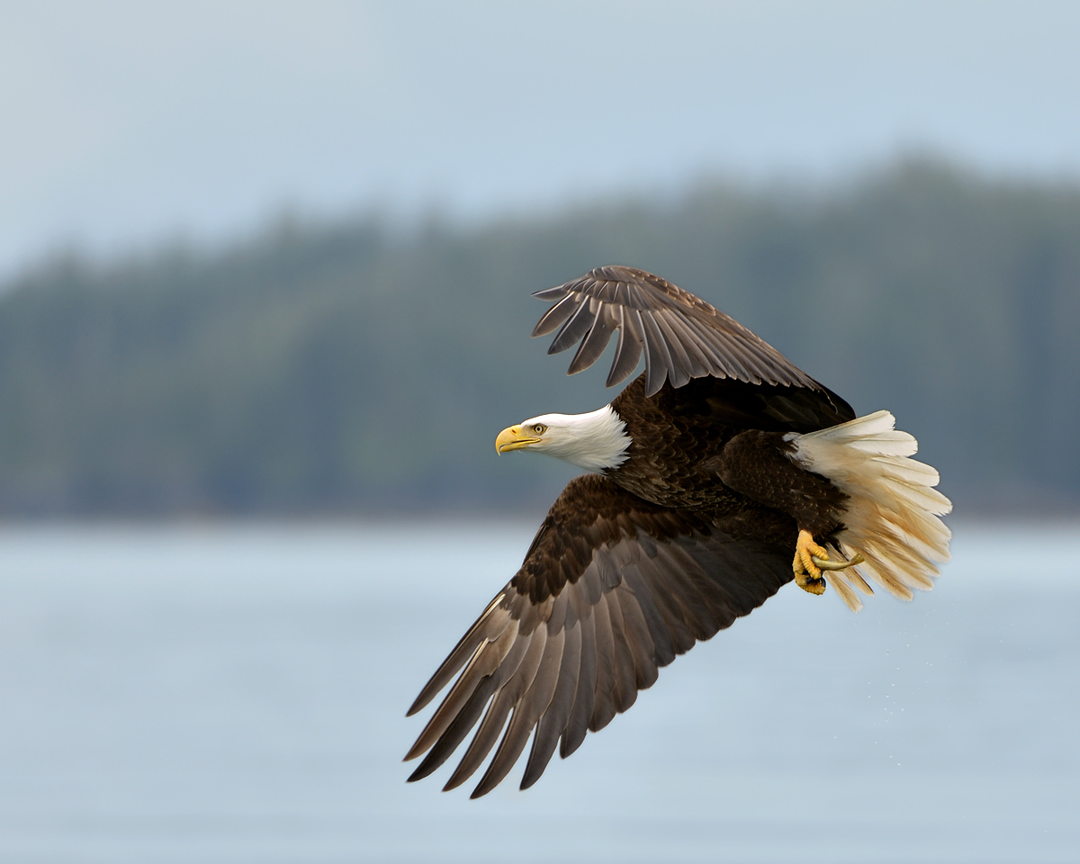 Bald Eagle