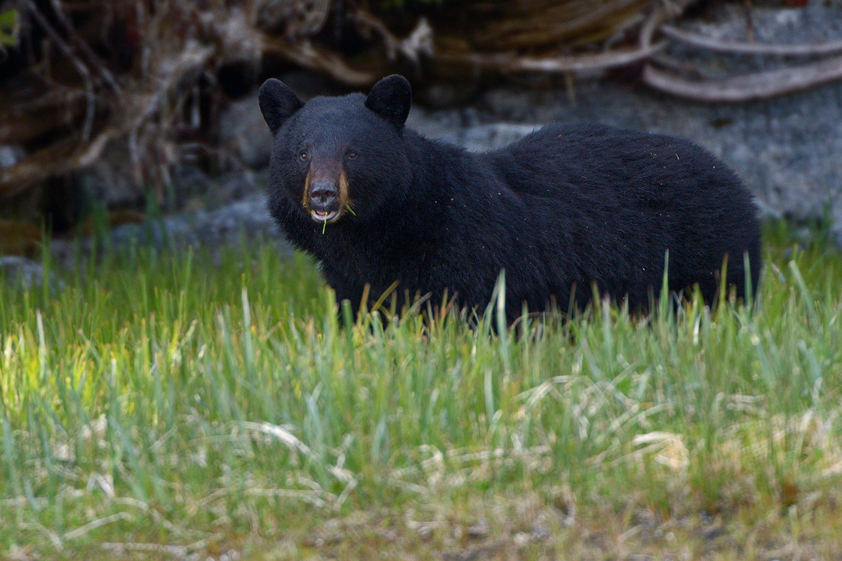Ursus Americanus + repost