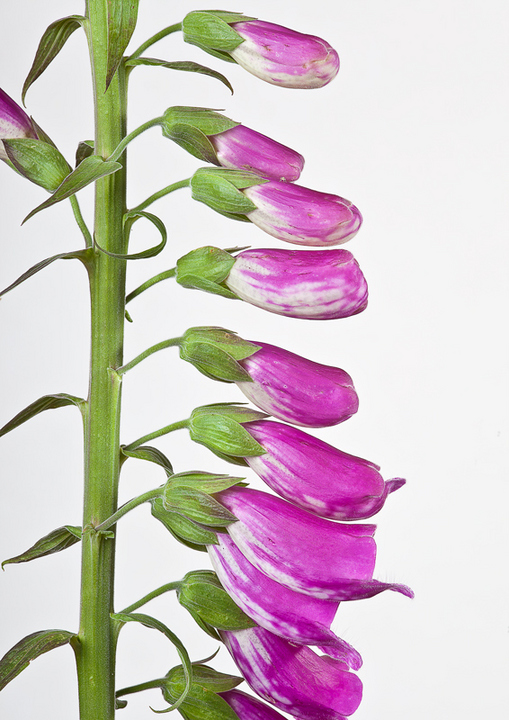 Foxglove