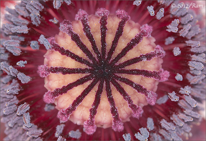 Oriental Poppy