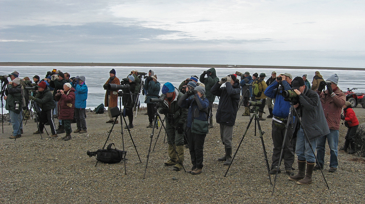 35 Birders, 1 Hawfinch