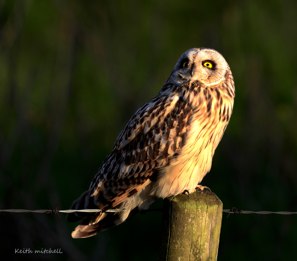 Short Eared Owl.