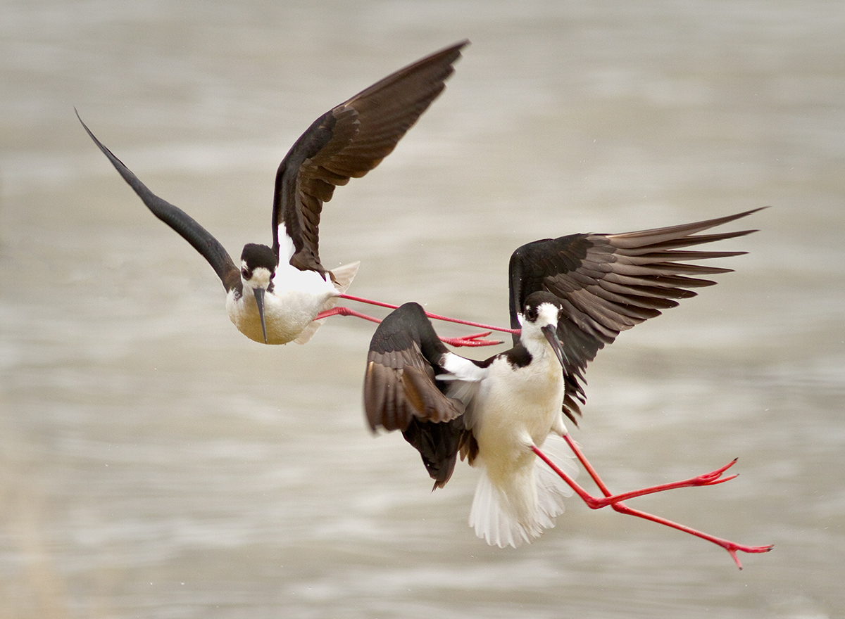 Black-Necked Stilts