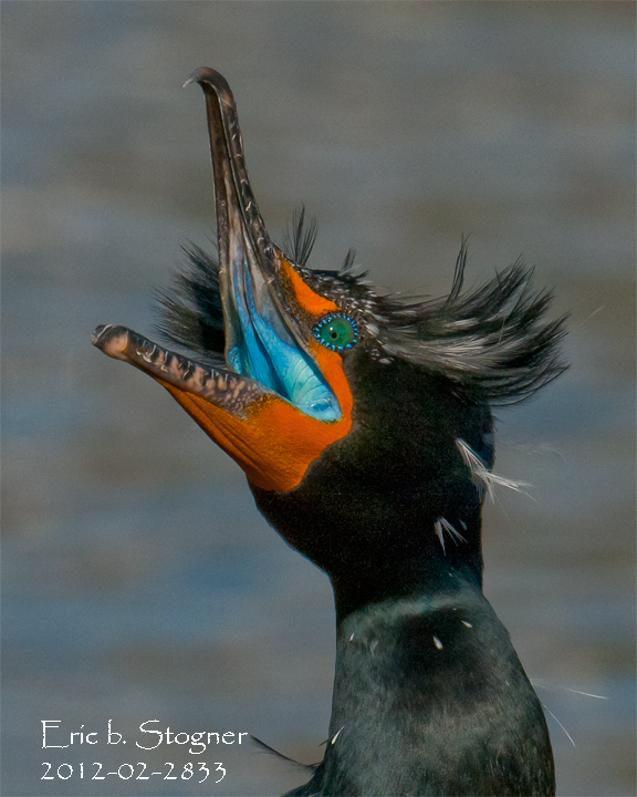 Double Creasted Cormorant