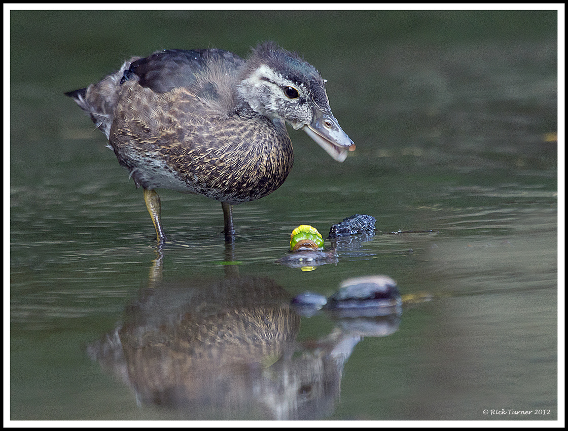 Male Woodie Chick 