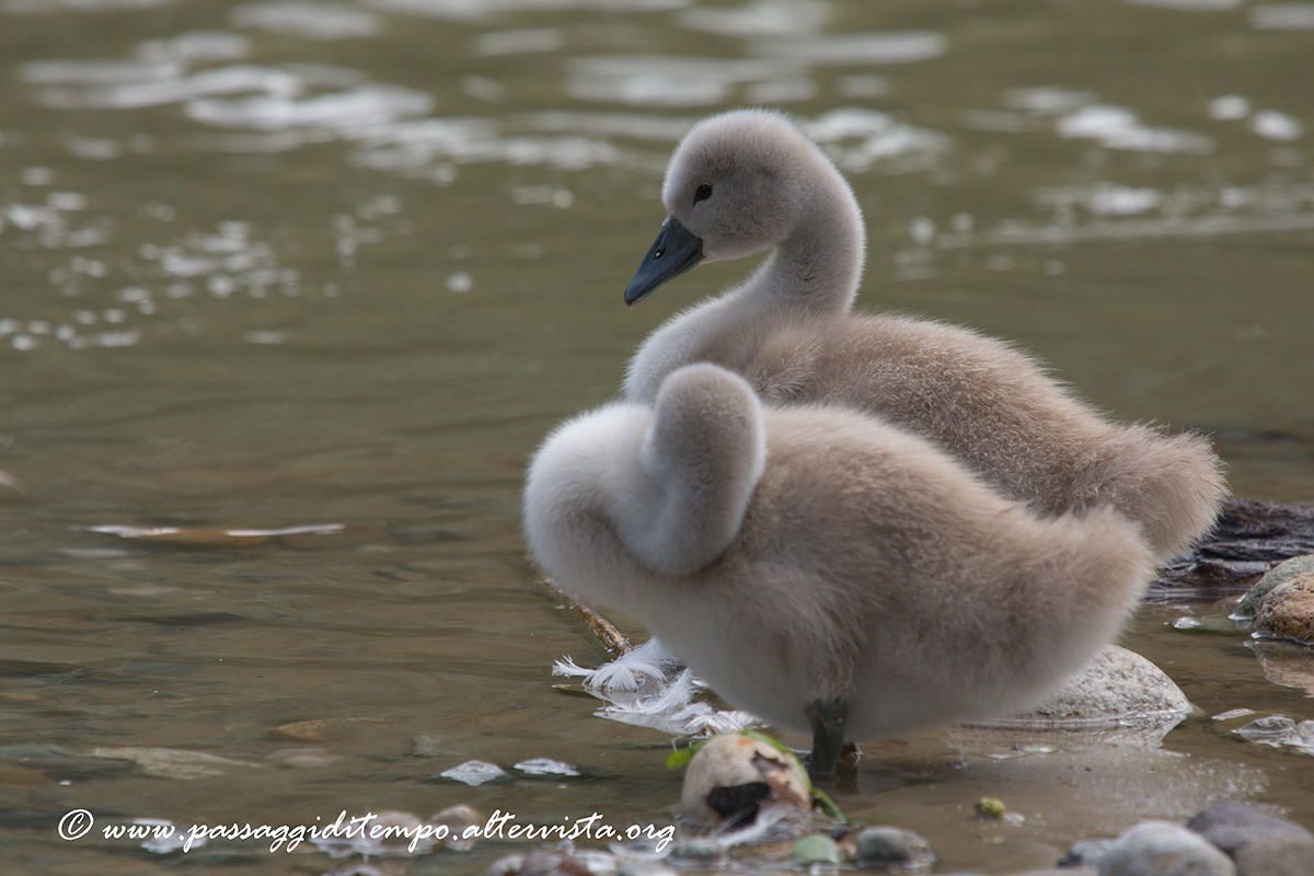 Swans