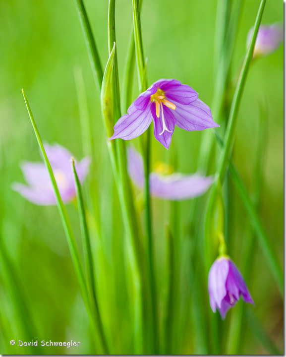 Grass-Widow