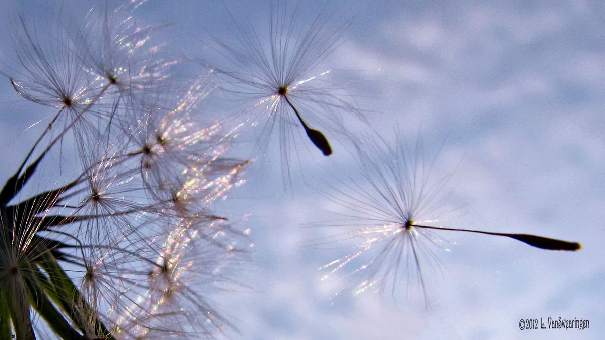Make A Wish