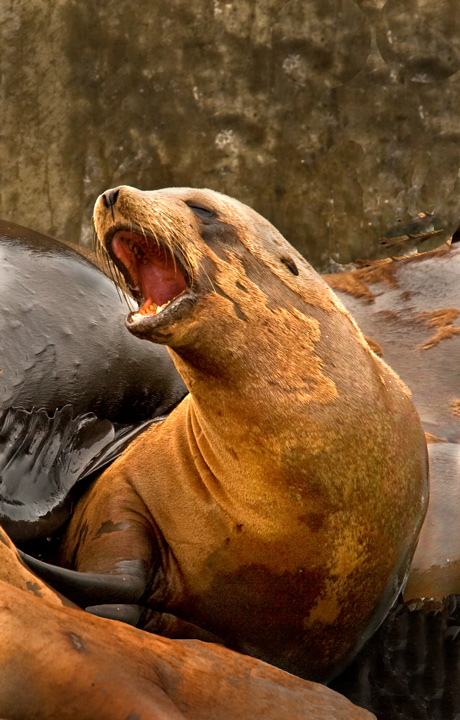 Barking Sea Lion