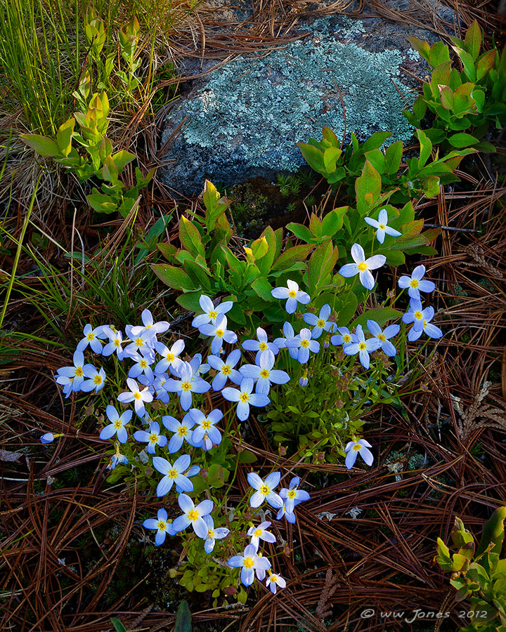 Bluets Tickled