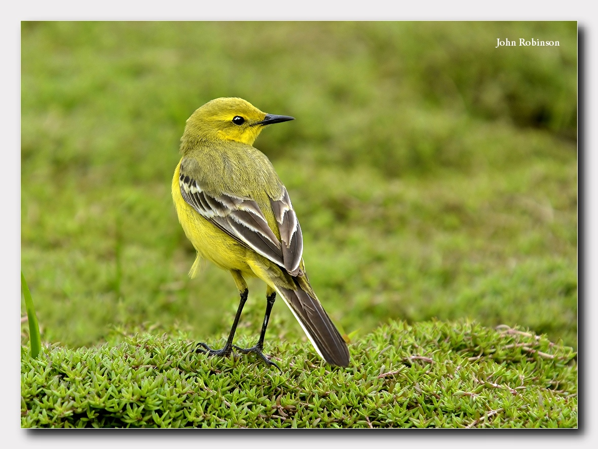 Mellow yellow(& green )