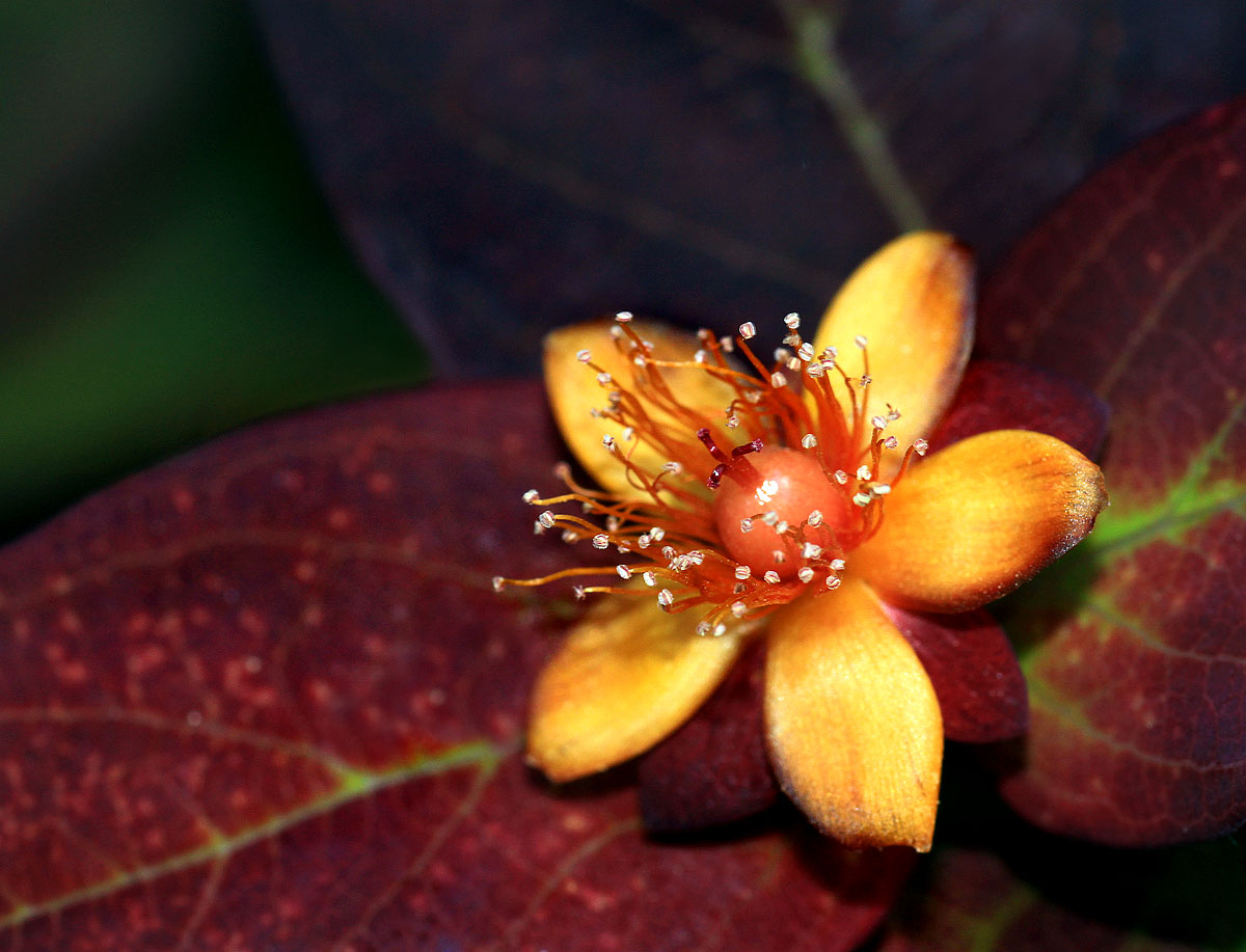 St. John's Wort 2