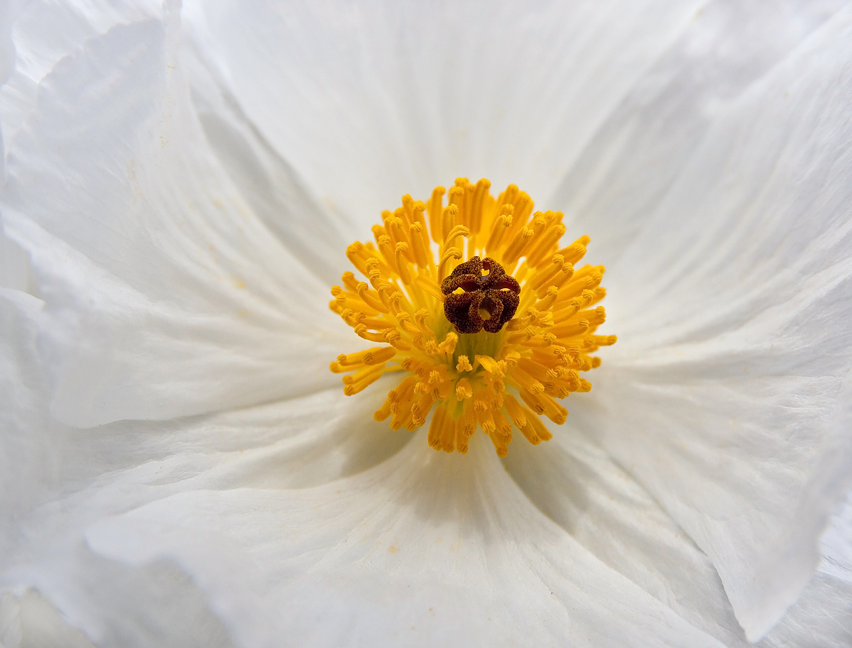 Prickly Poppy