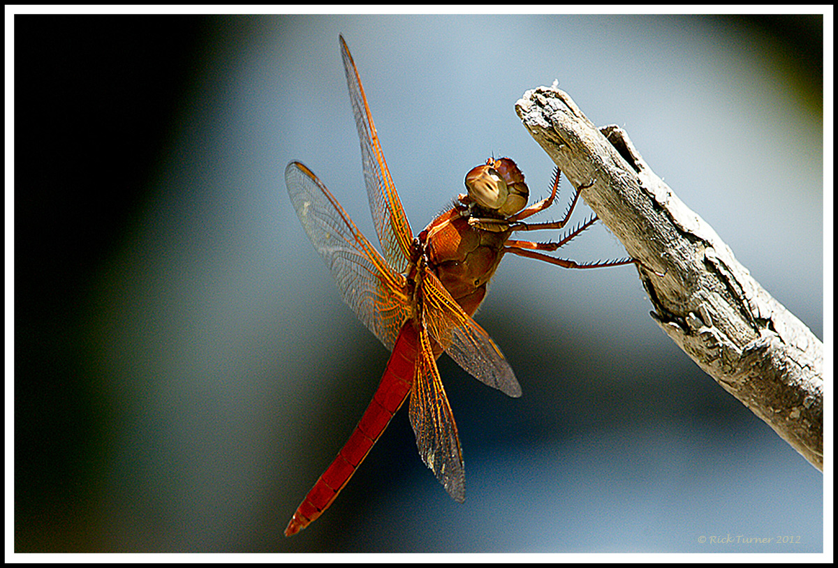 Happy Dragon Fly