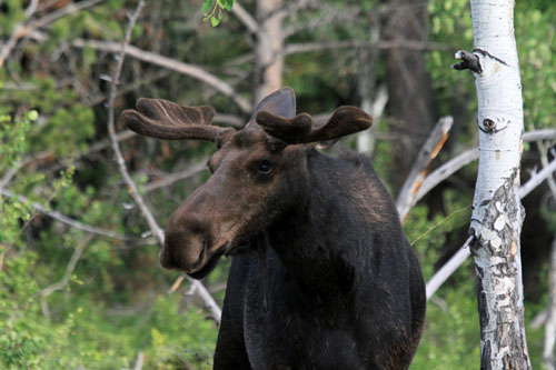 Young moose