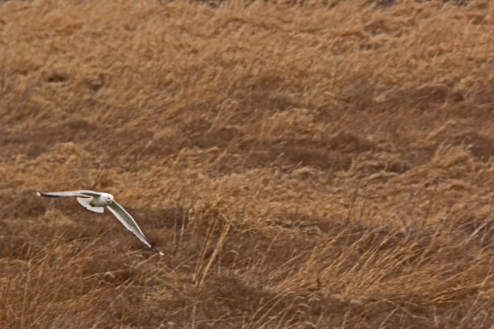 Lone gull