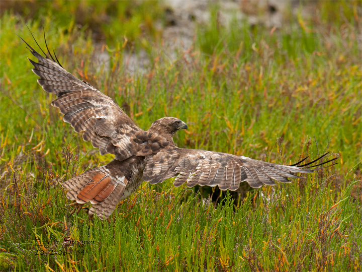 Red Tail Hawk