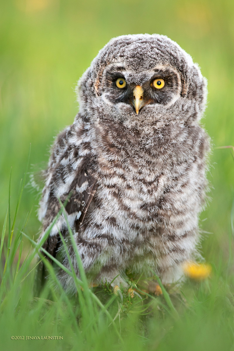 Great Grey Owlet