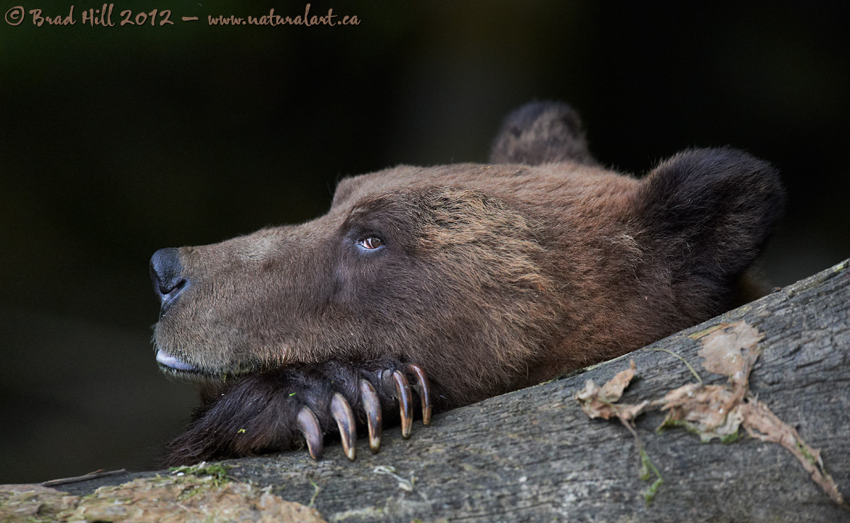The Thinker...
