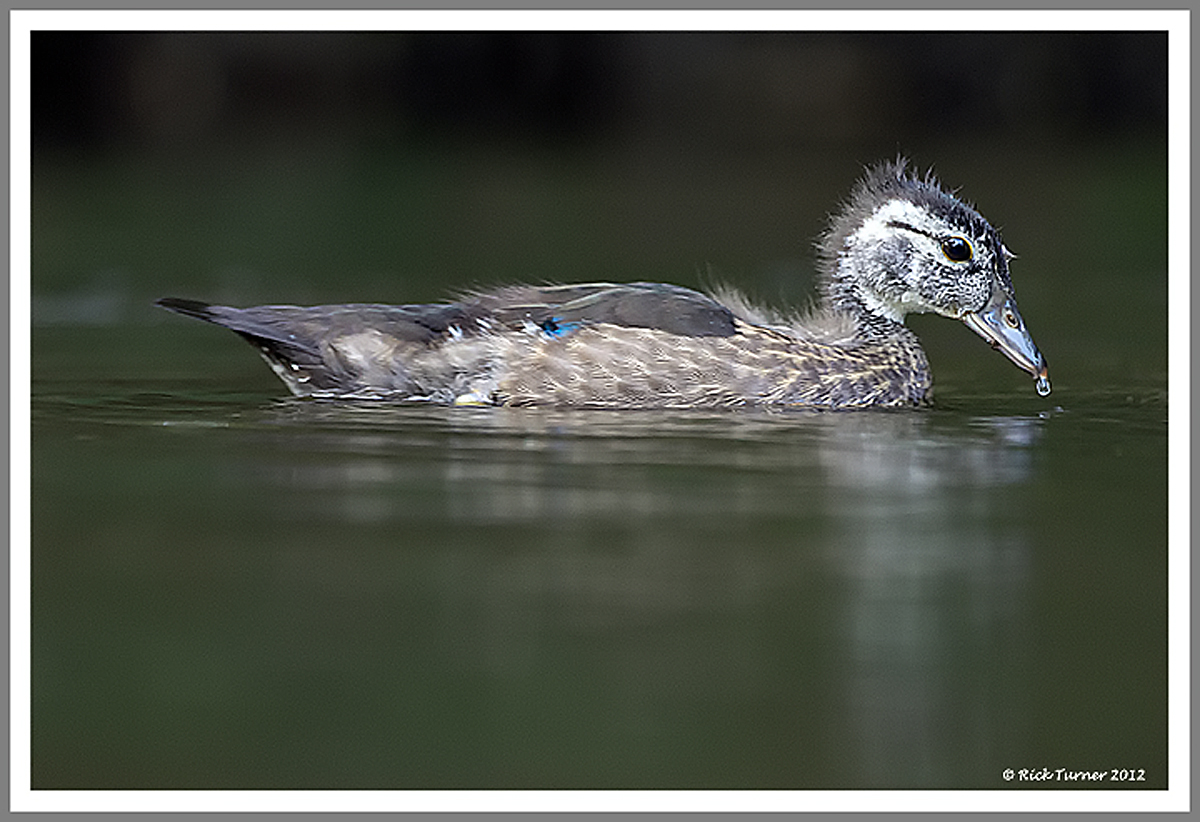 Male Wood duck chick