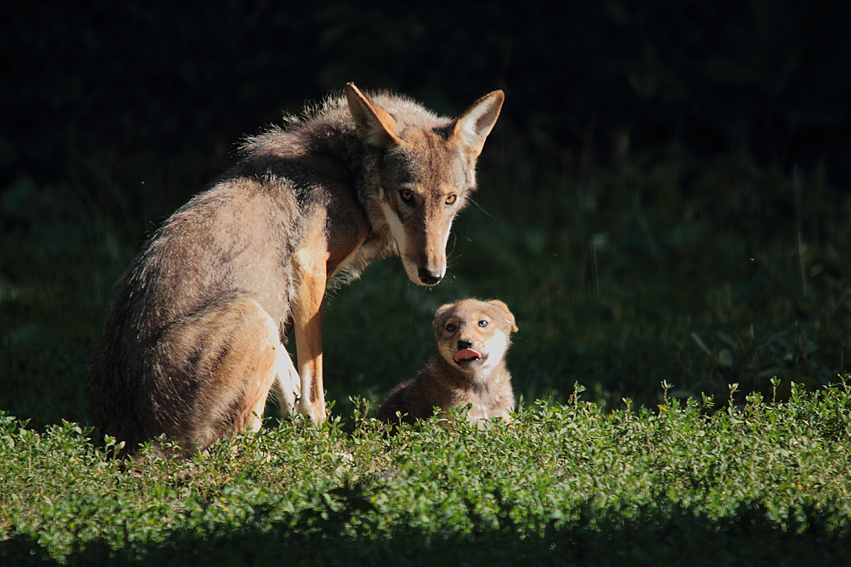Red wolf & pup  (C)
