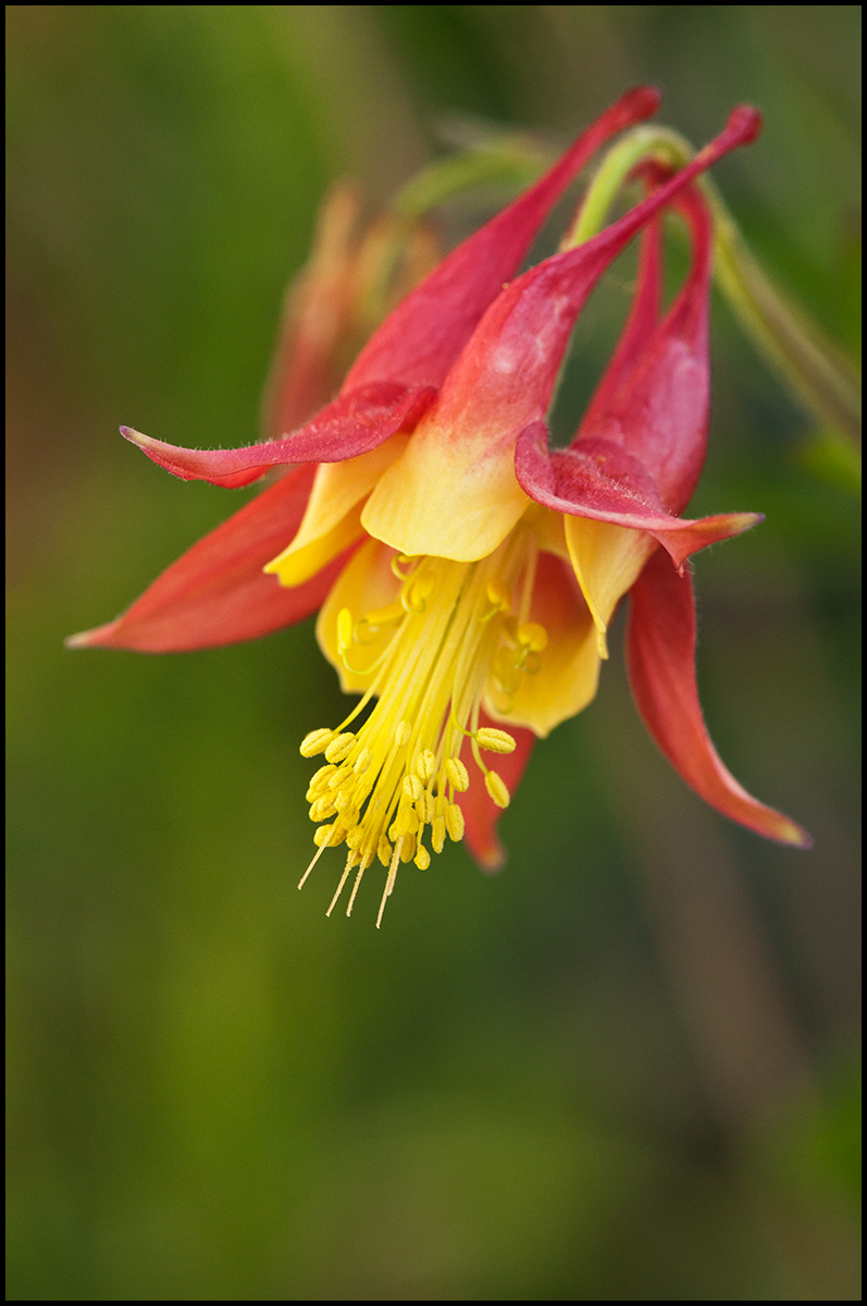 Eastern Red Columbine (Aquilegia canadensis)