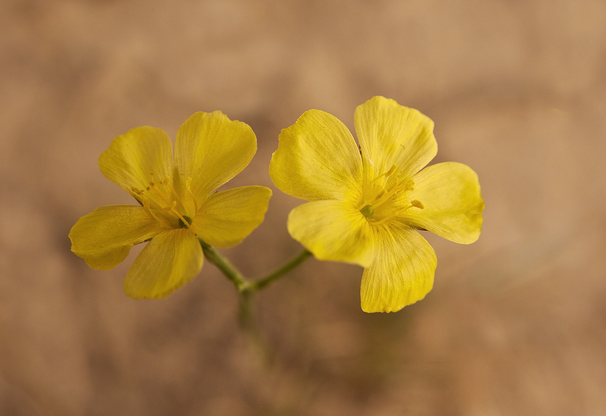 Yellow Flower