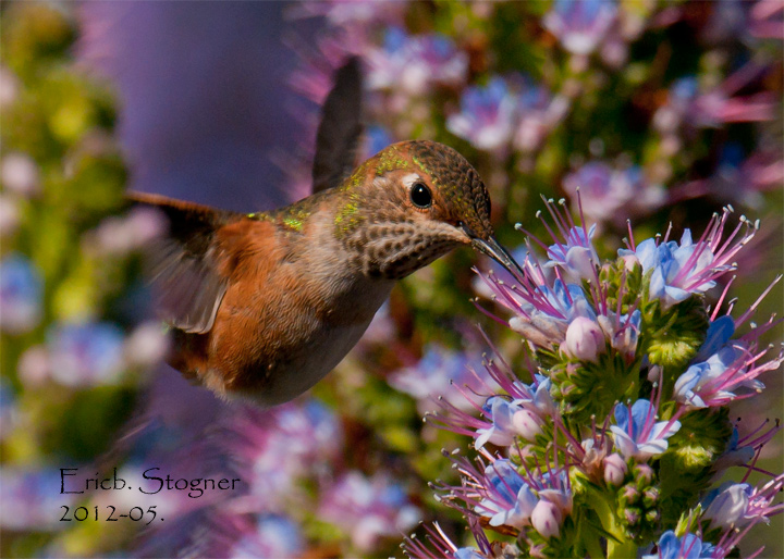 Allens Hummingbird