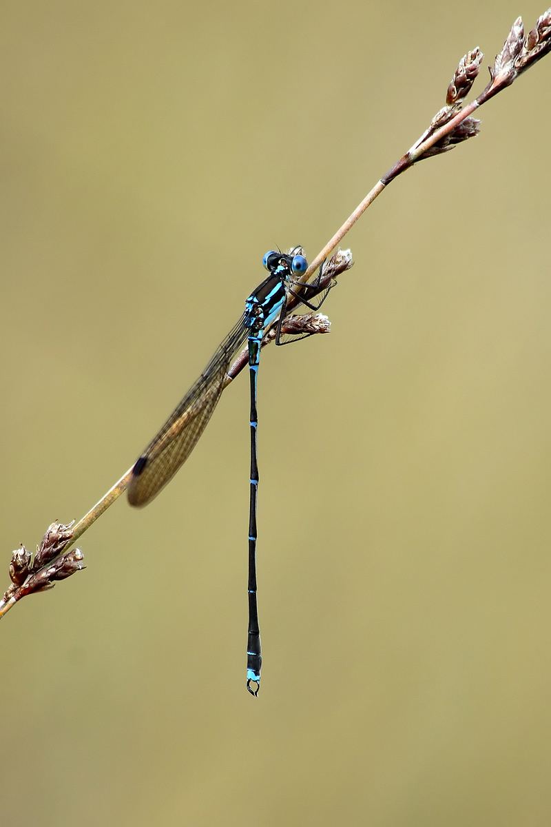Damselfly
