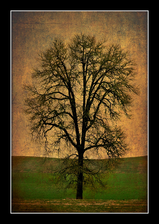 Winter Tree with Texture