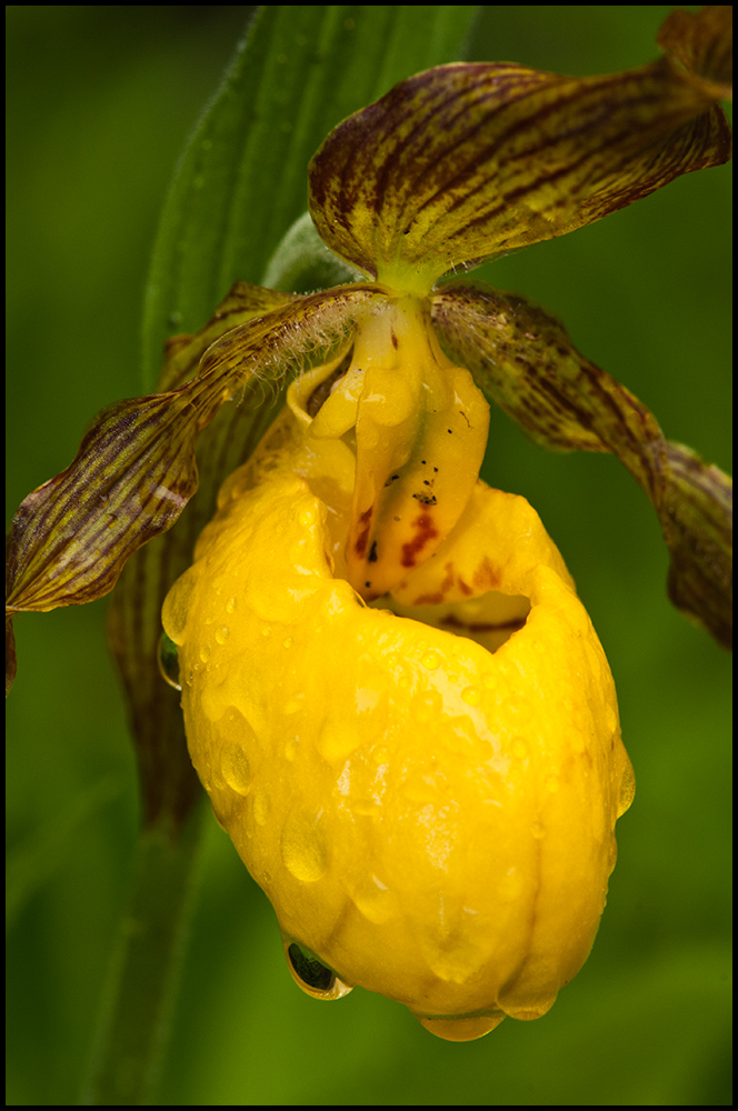 Yellow Lady's-Slipper
