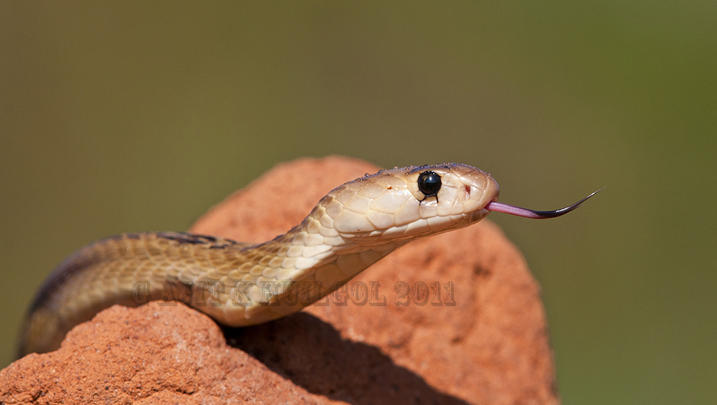 Baby cobra on mound