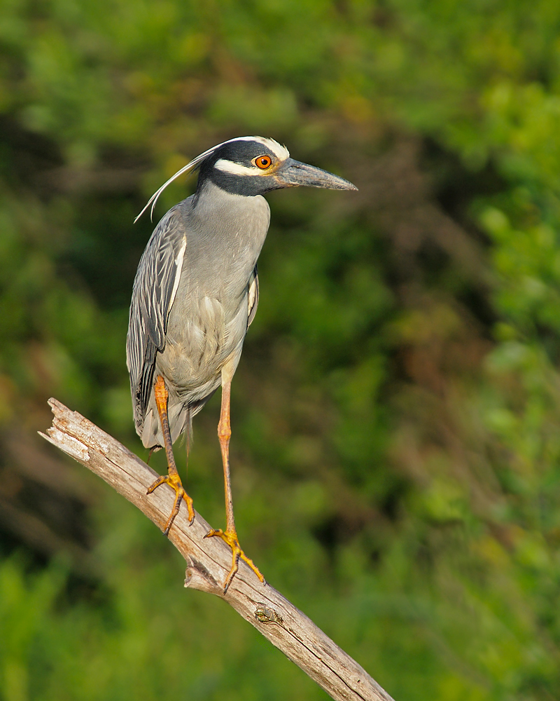 YC Night Heron