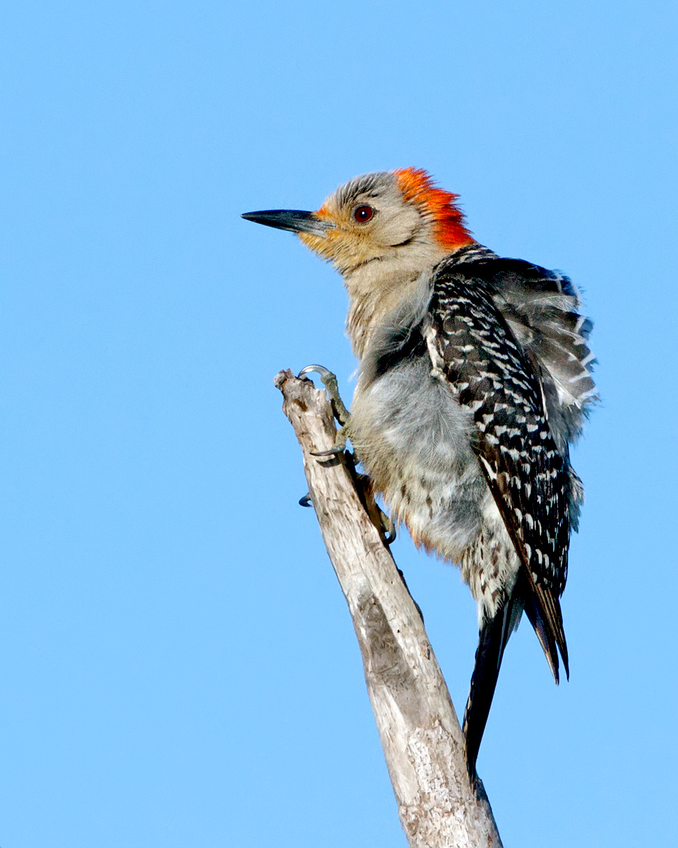 Woodpecker