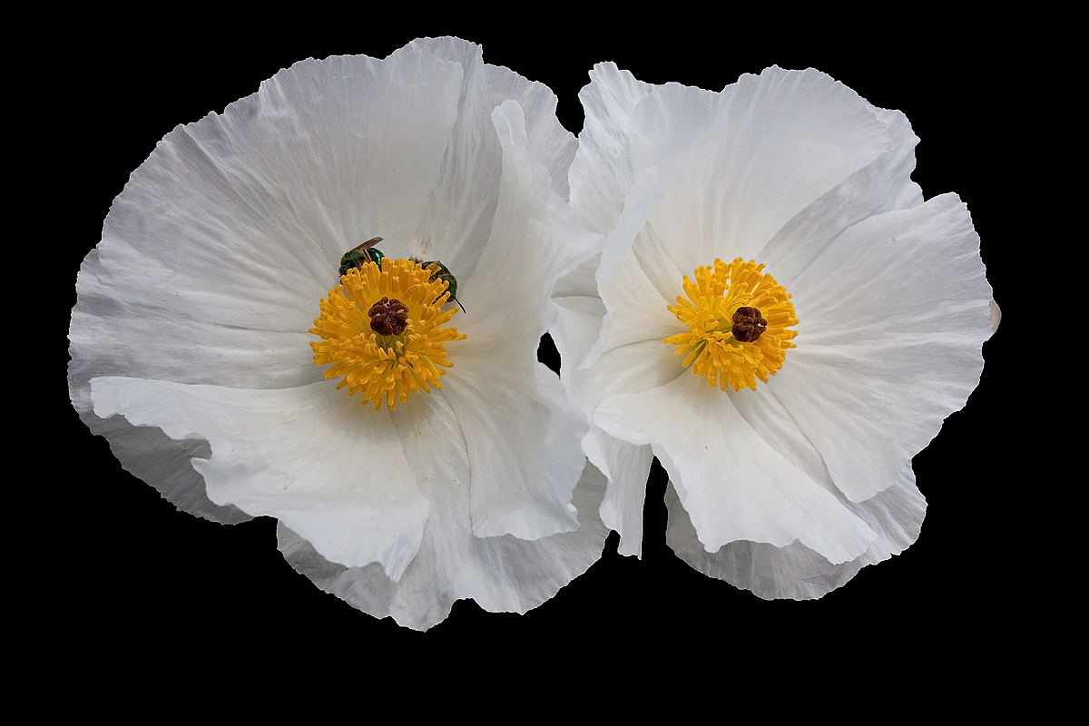 Prickly Poppy