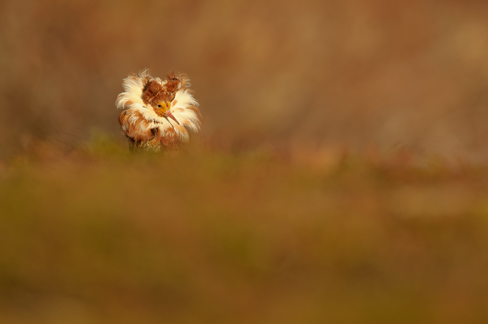 Ruff male