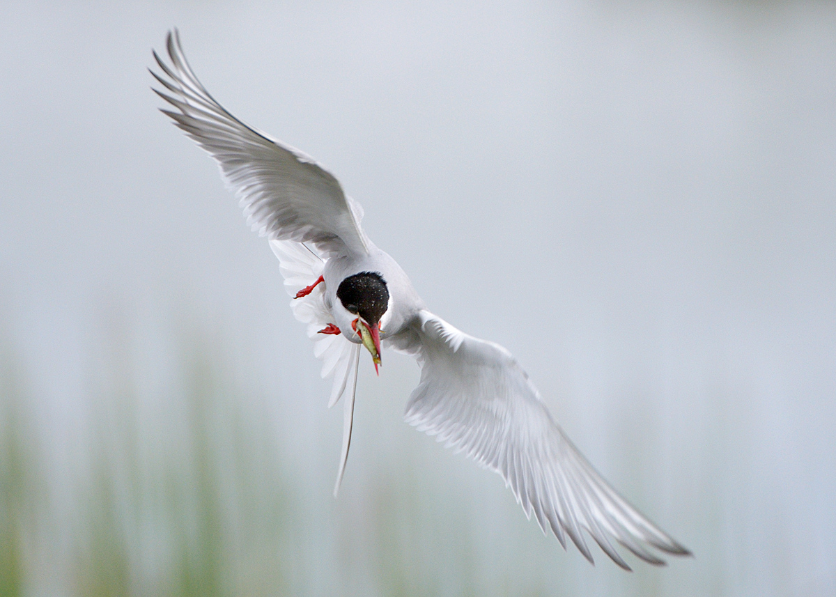 Re-Terning to Nest