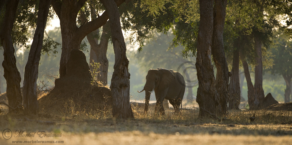 Elephants of Mana Pools