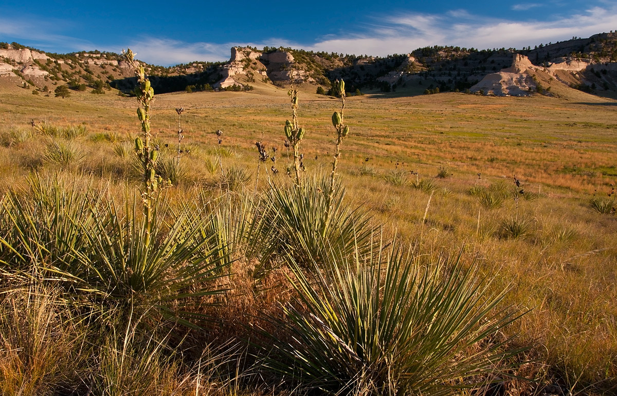 Yucca in the Canyon