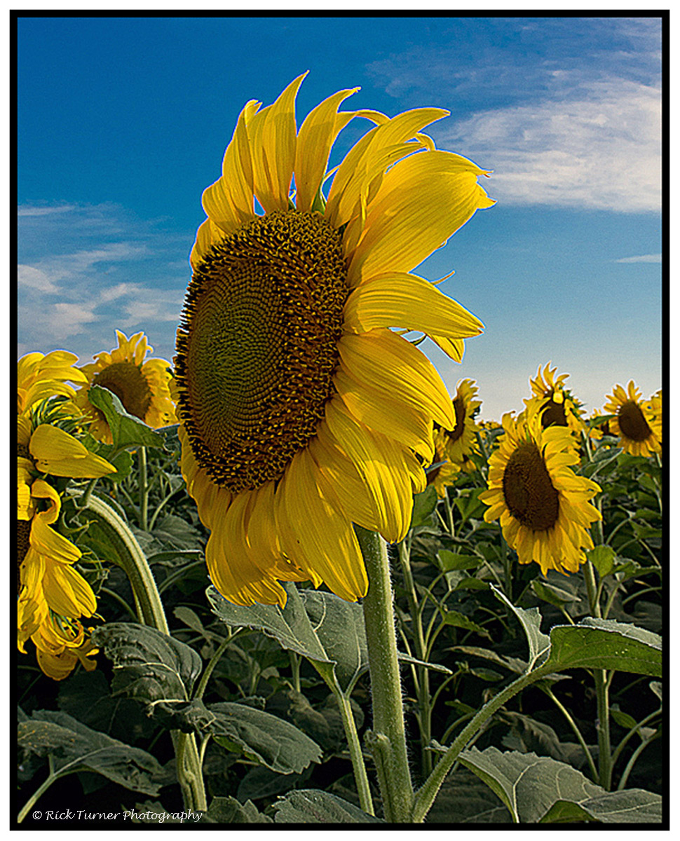 Here Comes the Sun
