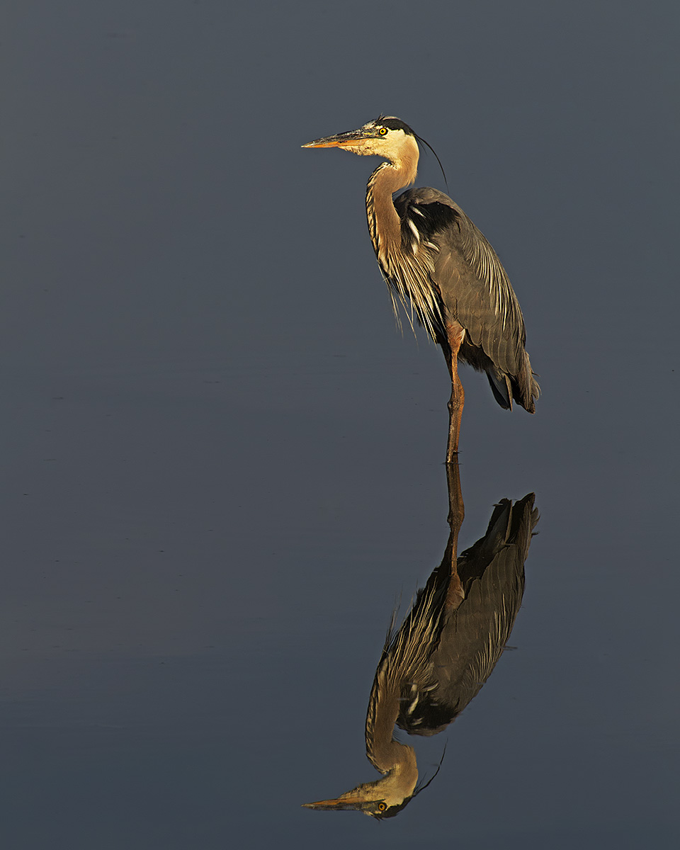 Calm Heron +repost
