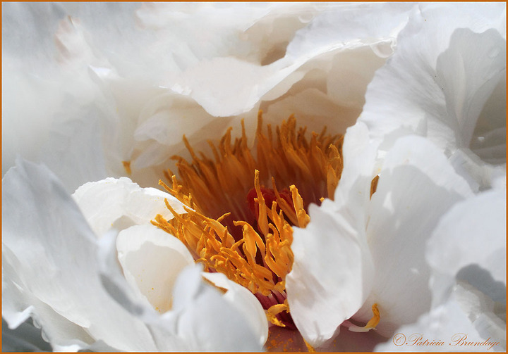 Peony White