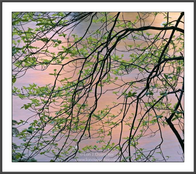Dogwood and ... +alt