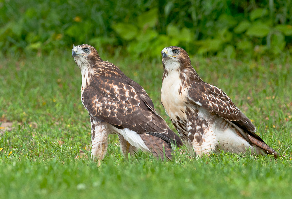 Red-tail fledglings