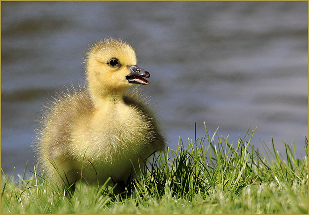 Golden Gosling
