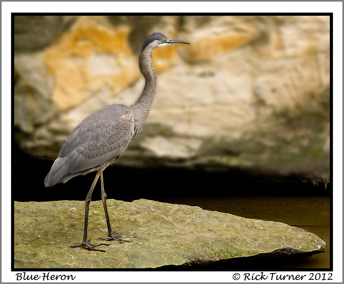 Heron Portrait