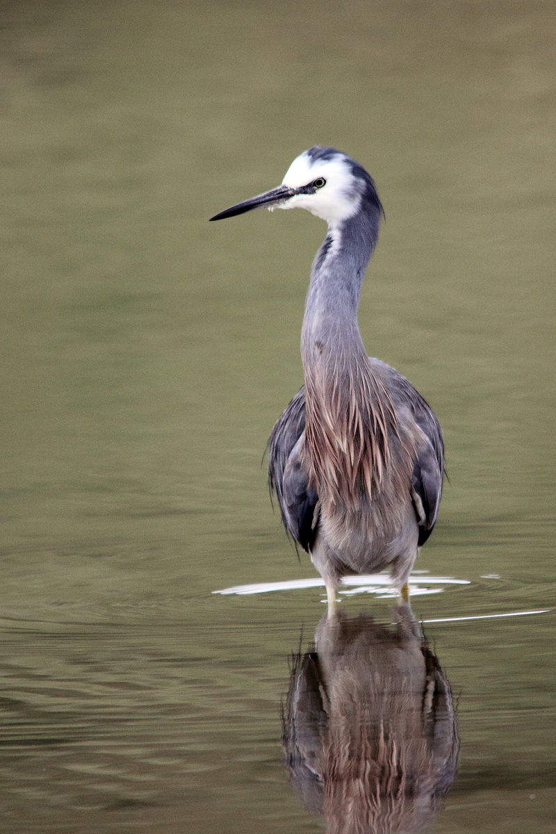 White faced heron