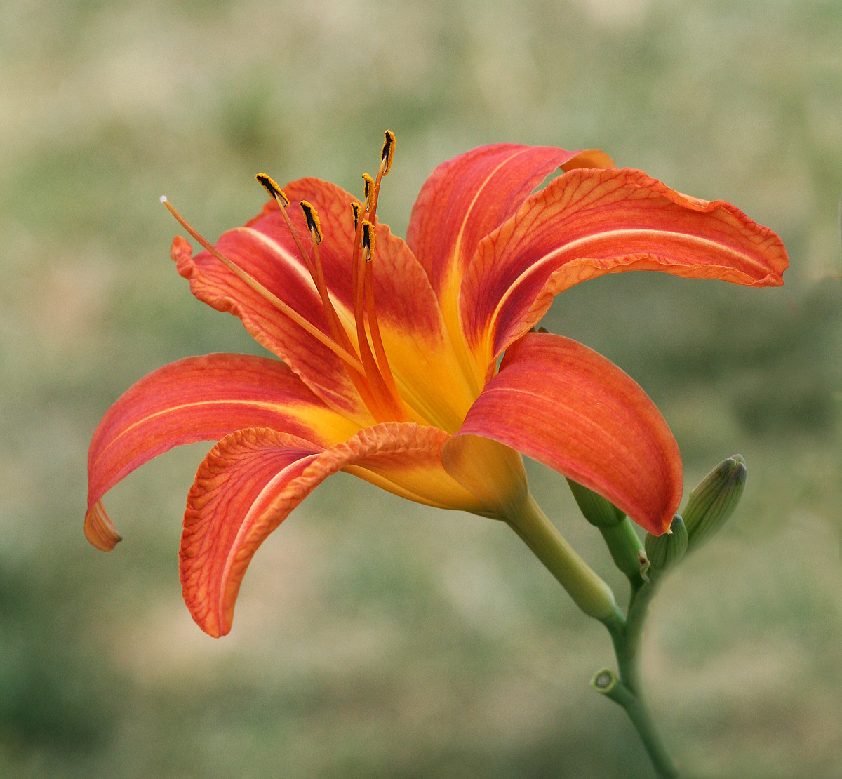 Daylily