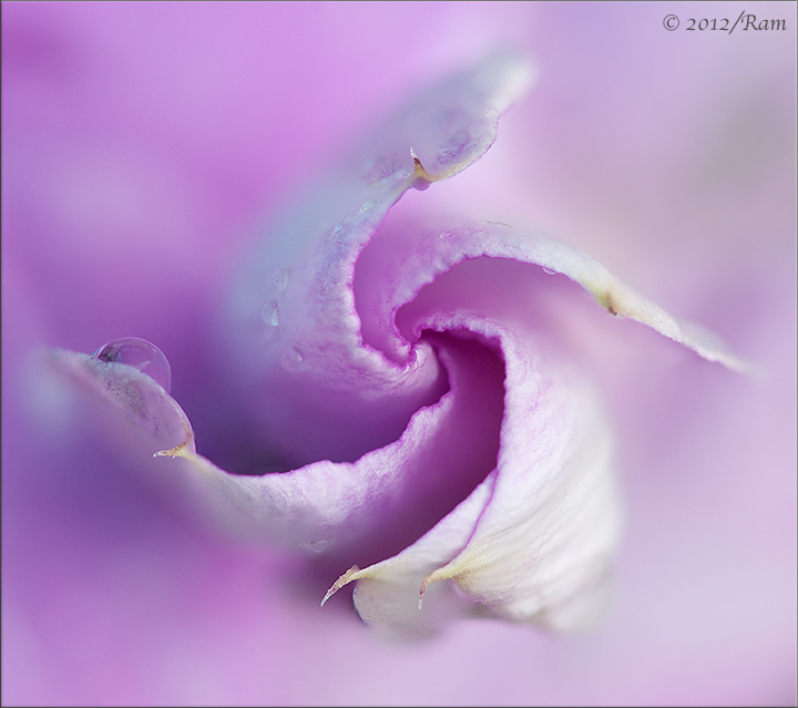 Periwinkle Bud